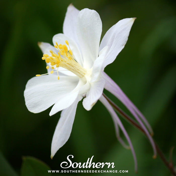 Crystal Star Columbine