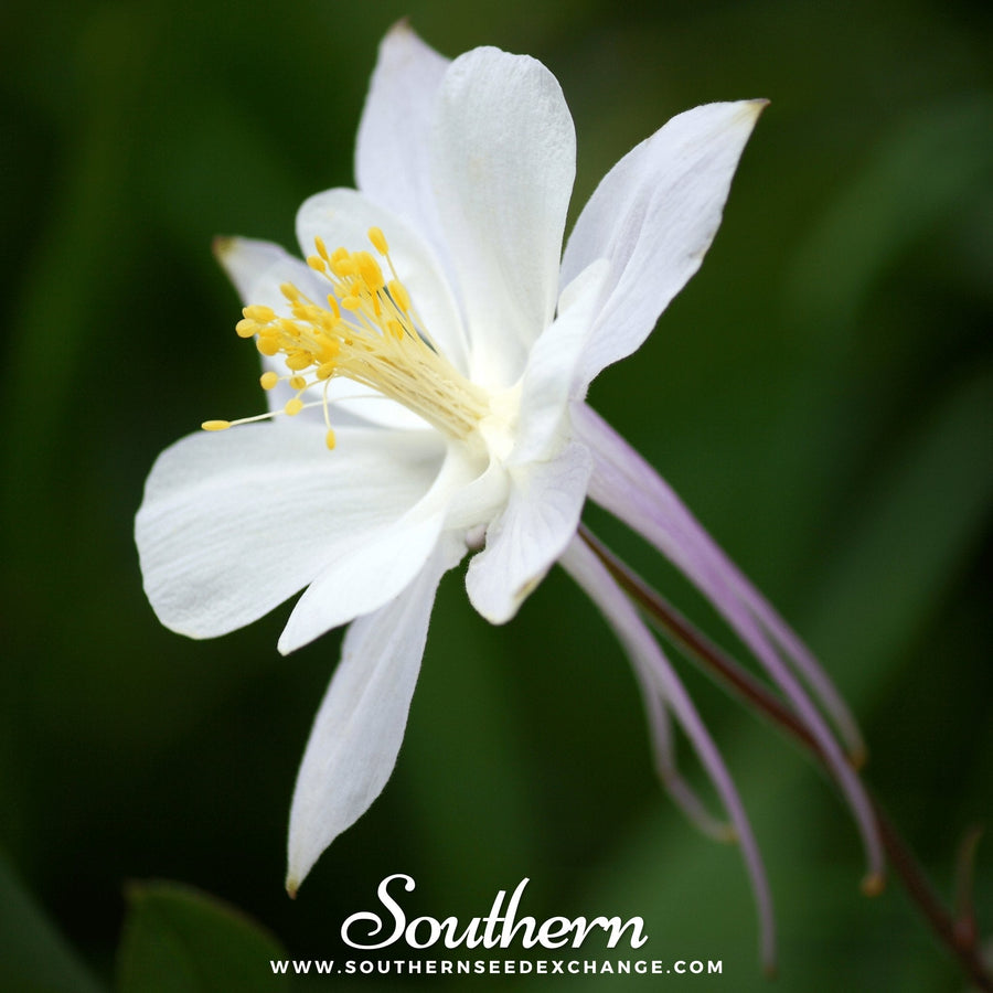 Crystal Star Columbine