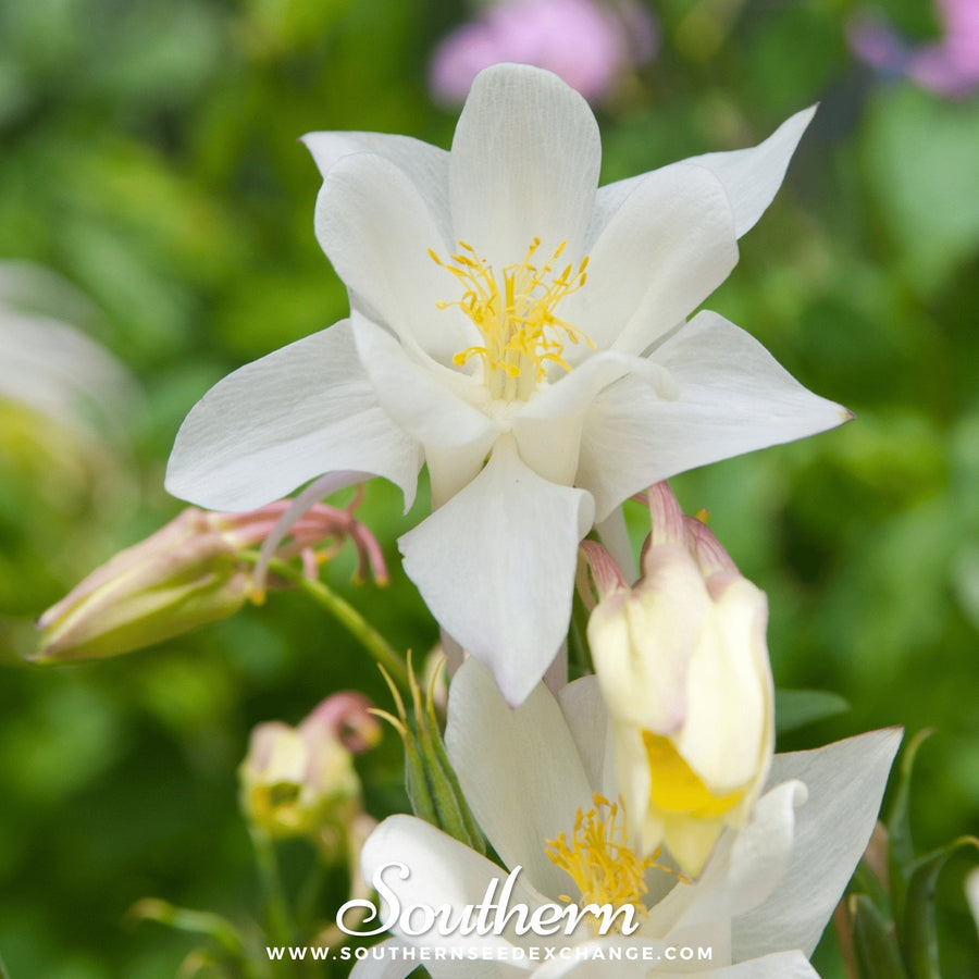 Crystal Star Columbine