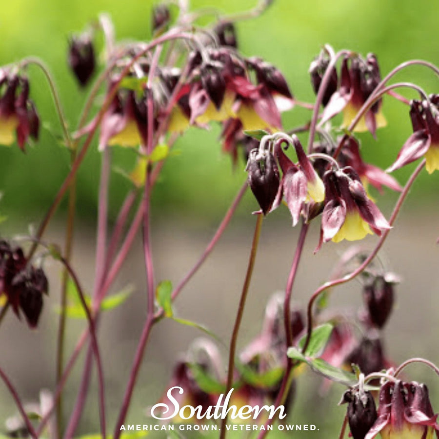 Oriental Columbine