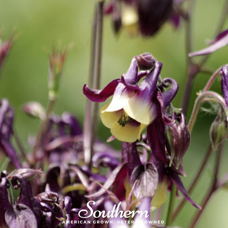 Oriental Columbine