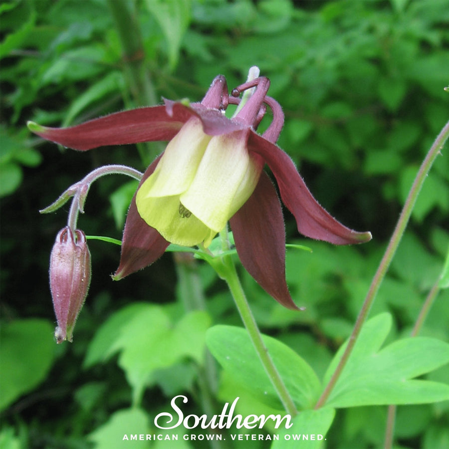 Oriental Columbine