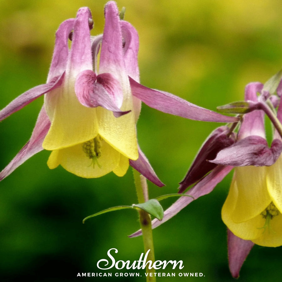 Oriental Columbine