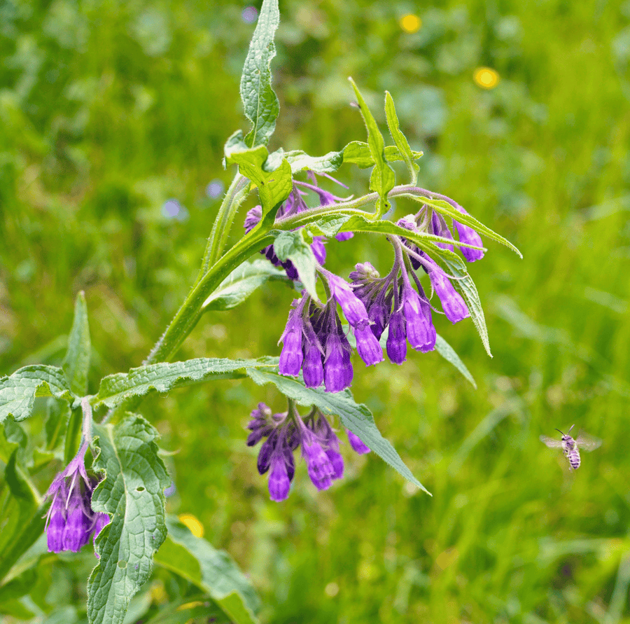 True Comfrey (Symphytum officinale) – 20 Seeds