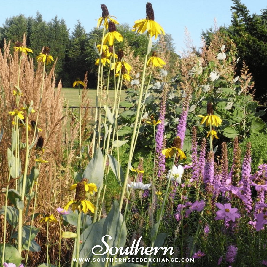 Great Coneflower