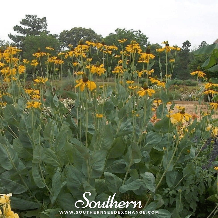 Great Coneflower