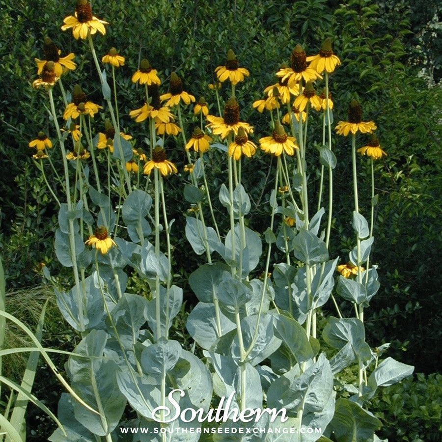Great Coneflower