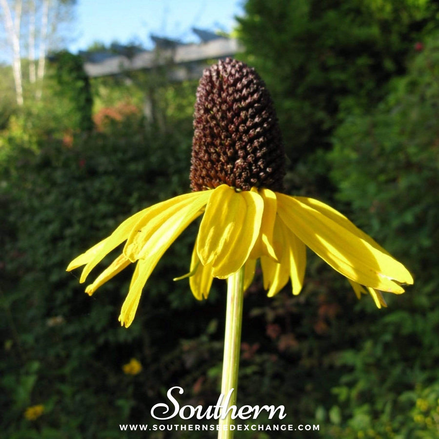 Great Coneflower