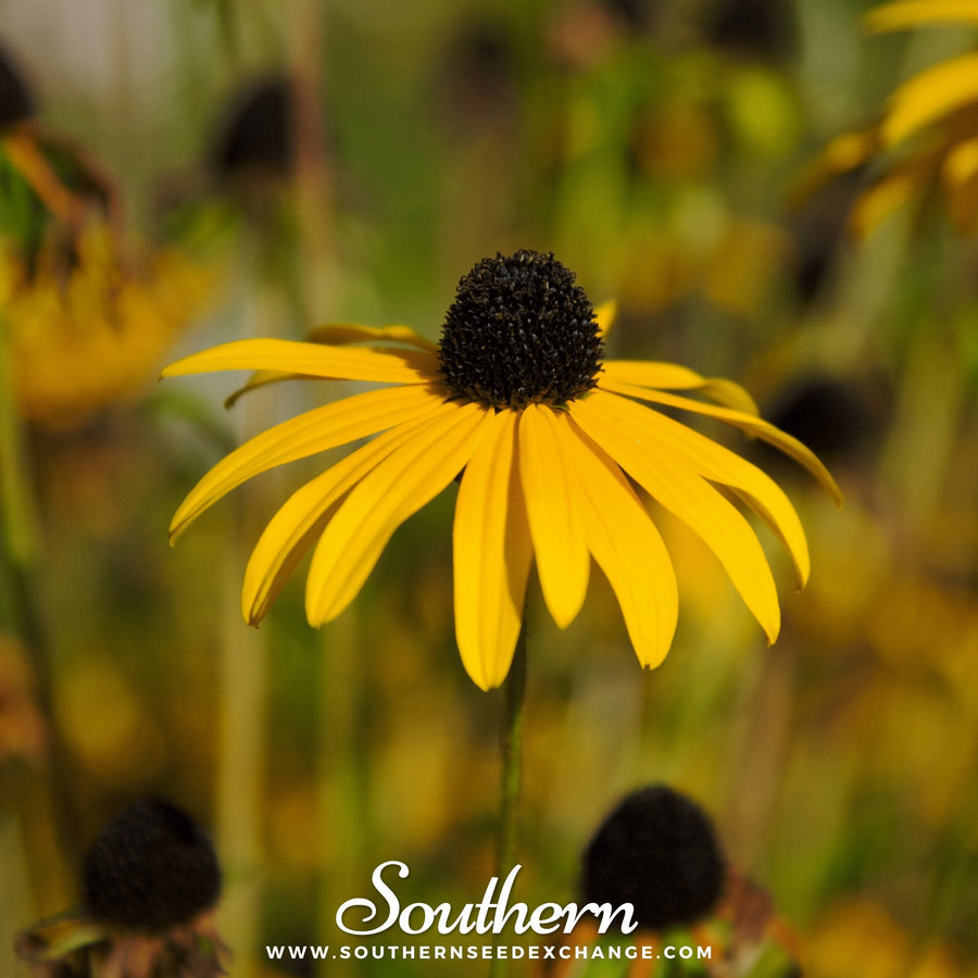 Yellow Coneflower