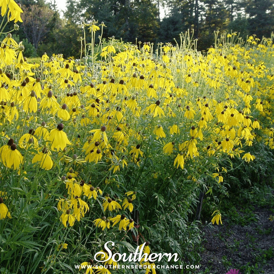 Yellow Coneflower