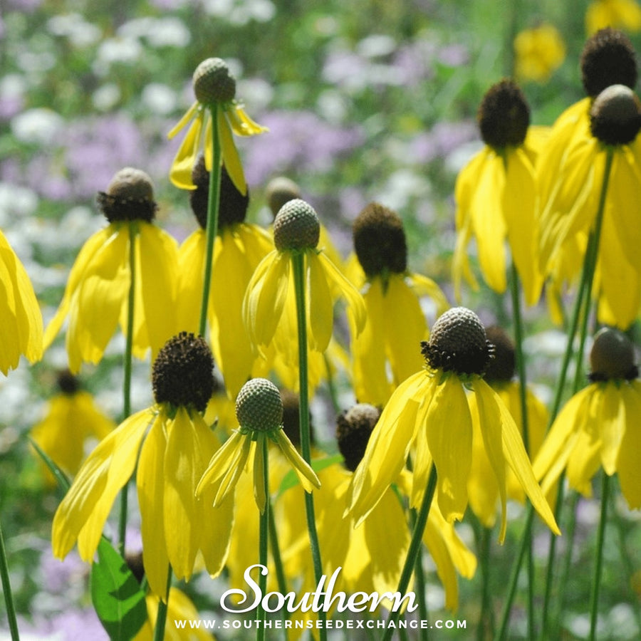 Yellow Coneflower