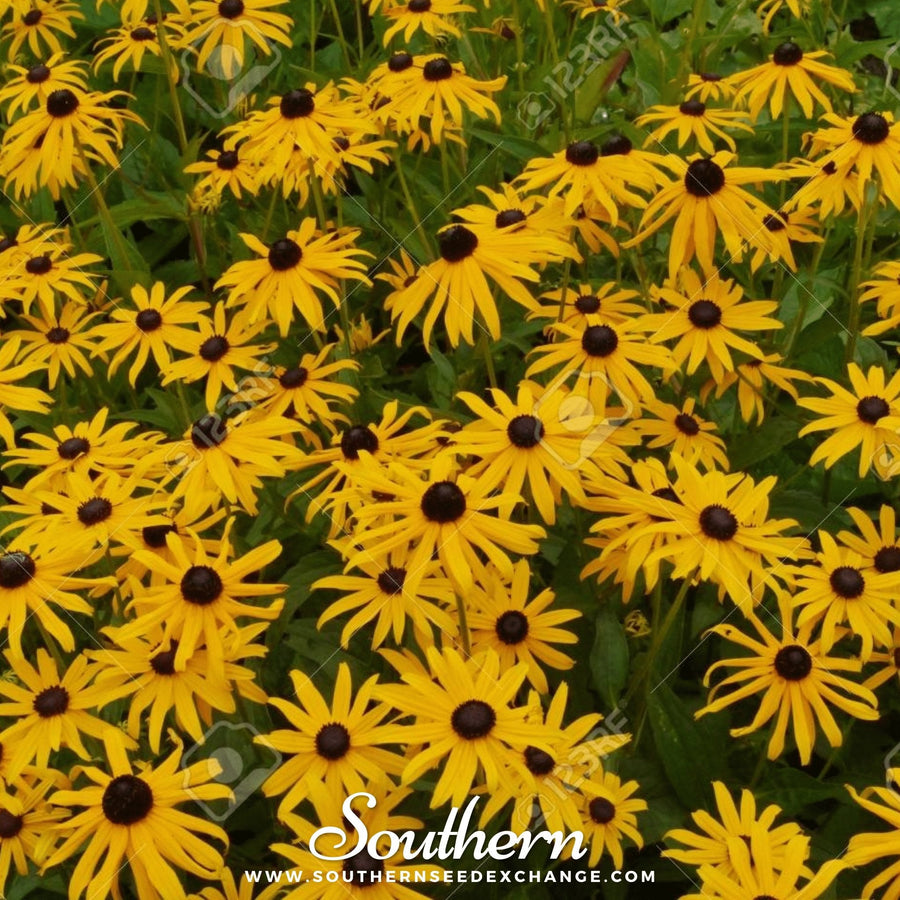 Yellow Coneflower