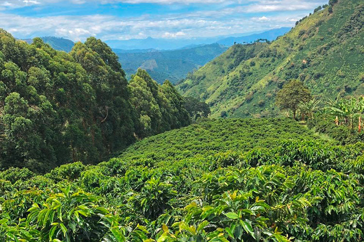 Green mountain valley in the Congo Kivu coffee image gallery