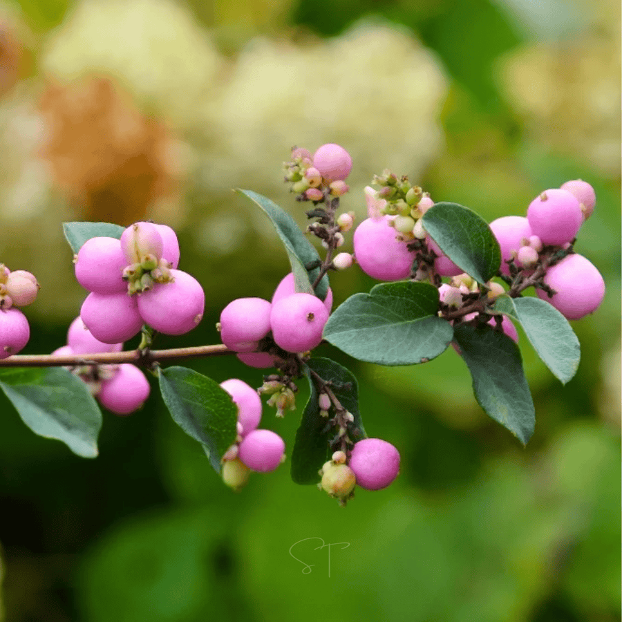 Coralberry