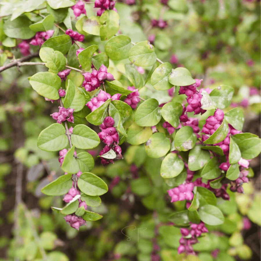 Coralberry