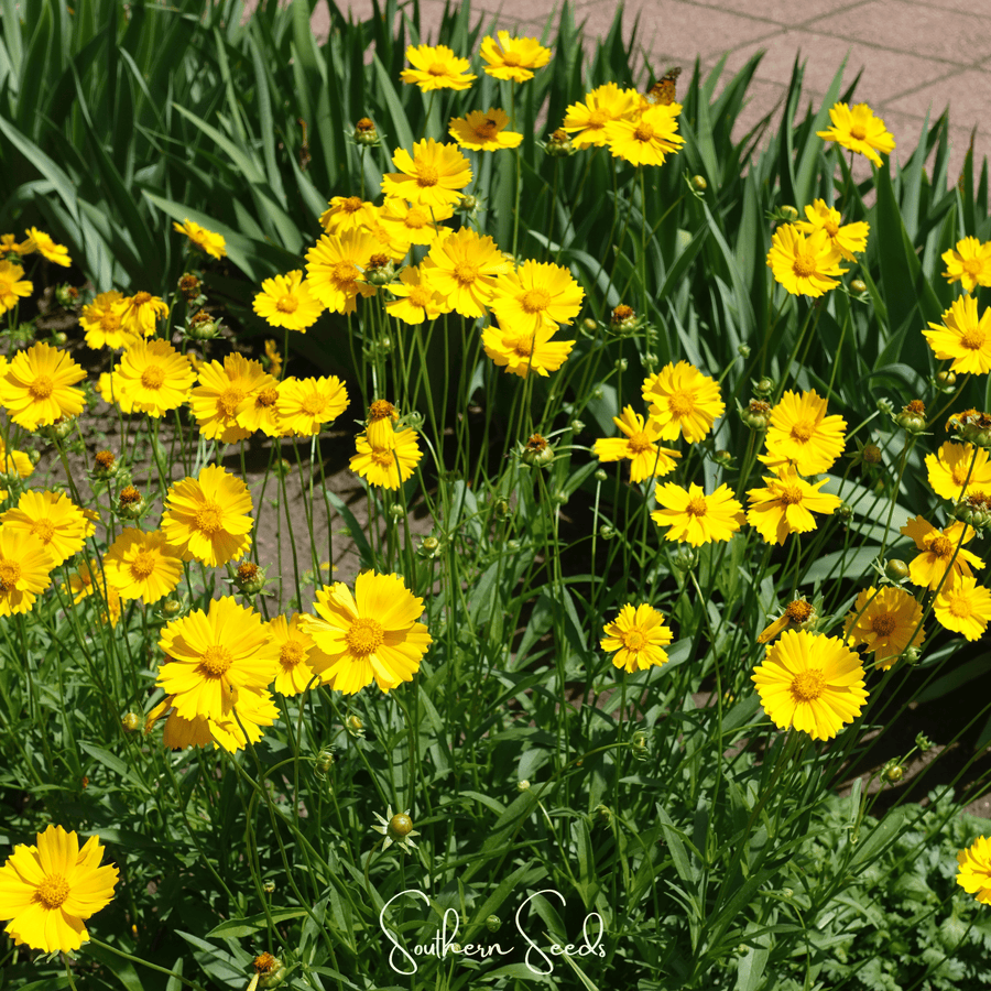 Lance Leaf Coreopsis – 100 Seeds