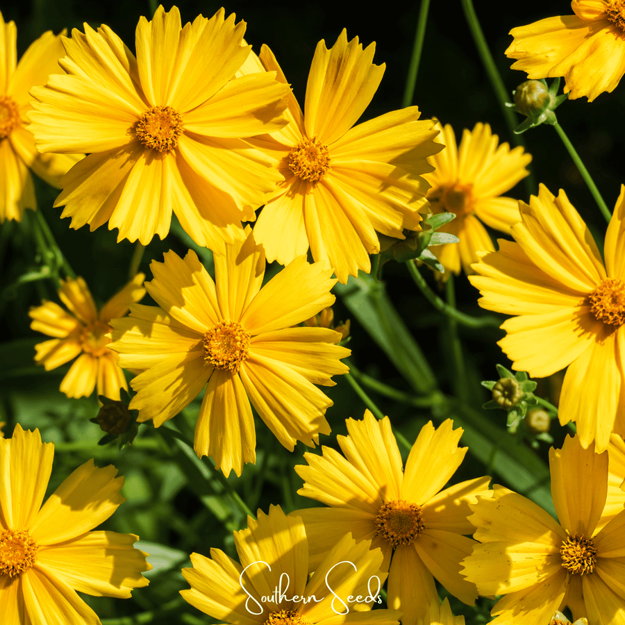 Lance Leaf Coreopsis – 100 Seeds