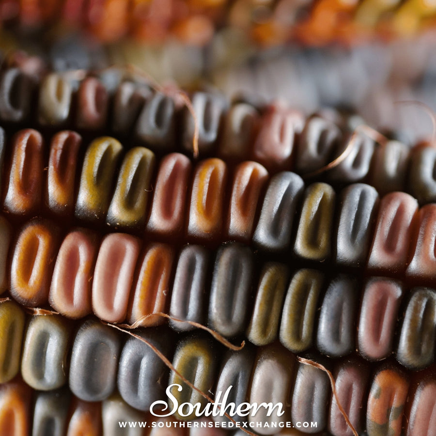 Indian Ornamental Corn