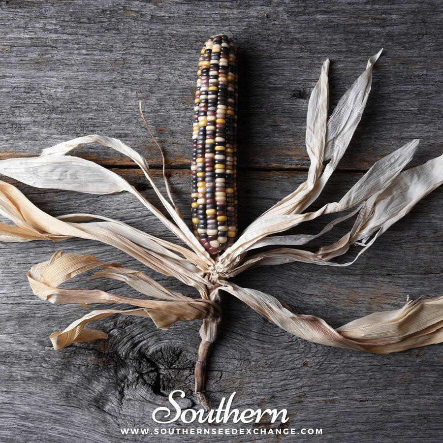 Indian Ornamental Corn
