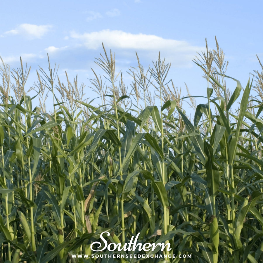 Indian Ornamental Corn