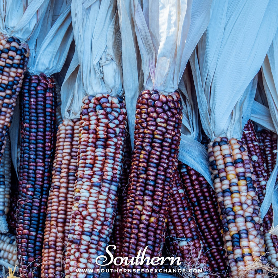 Indian Ornamental Corn