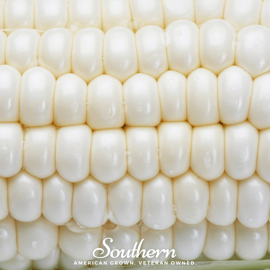 Stowells Evergreen Sweet Corn – 30 Seeds