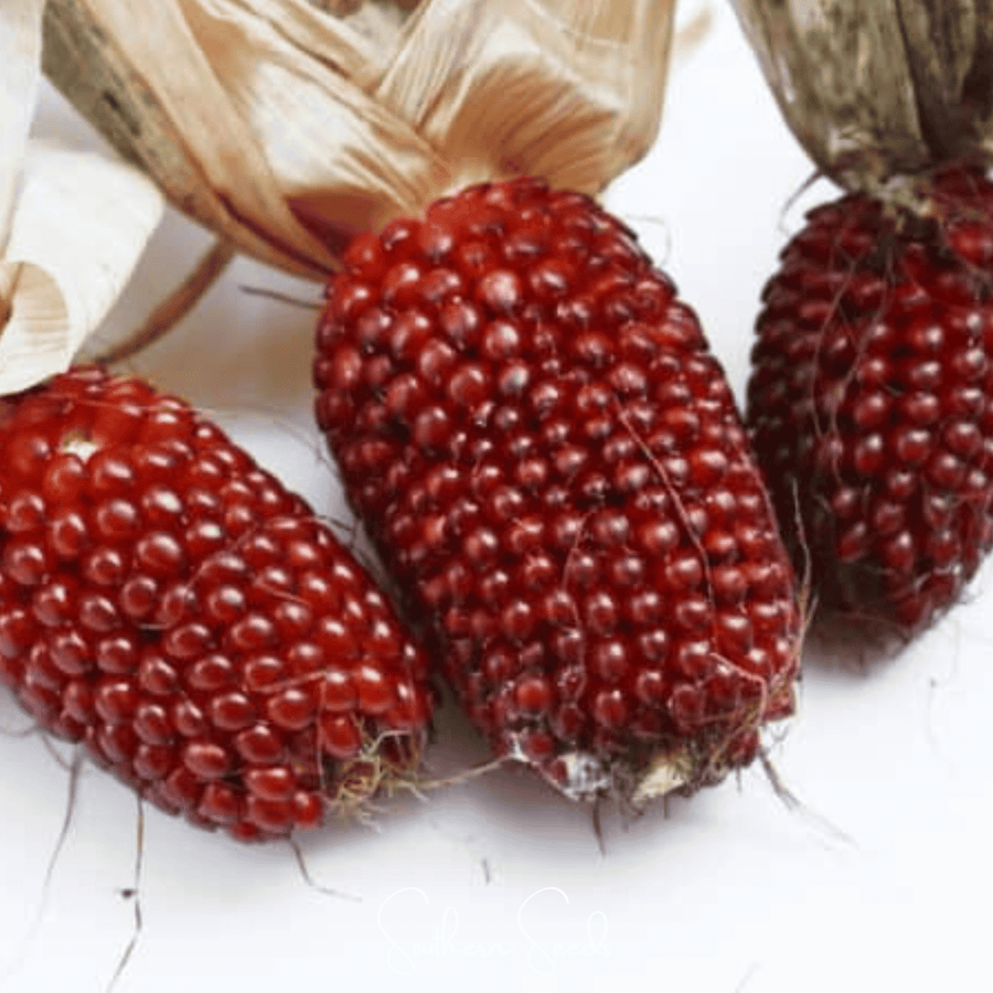Strawberry Corn – 30 Seeds