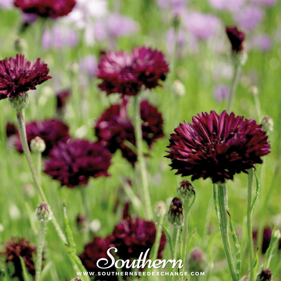 Black Cornflower – 50 Seeds