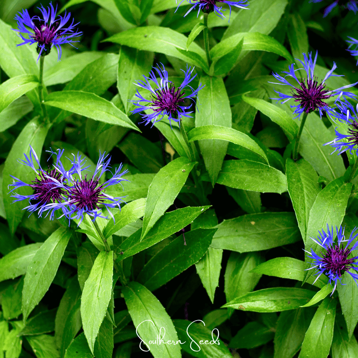 Montana Cornflower – 30 Seeds