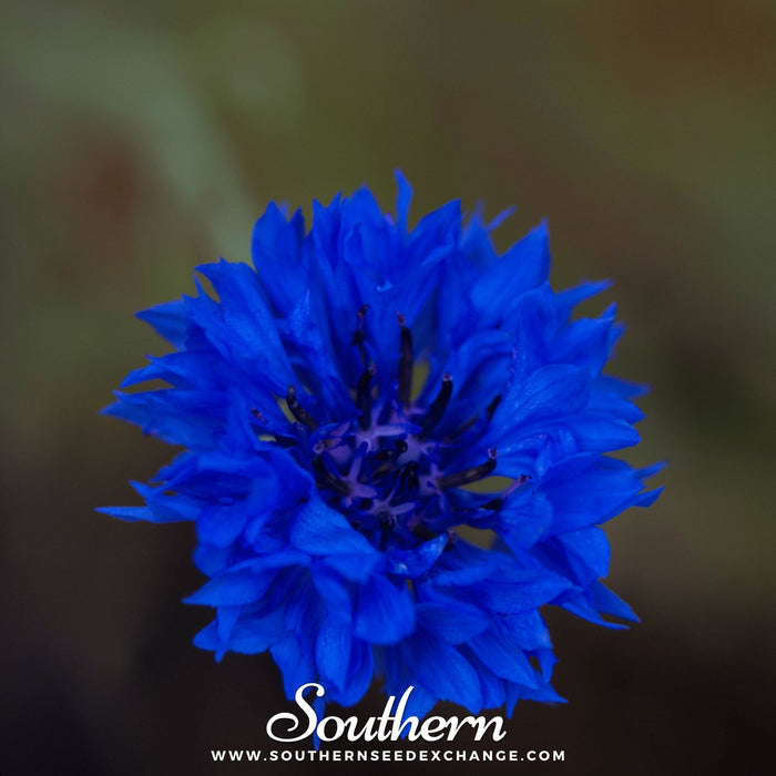 Tall Blue Cornflower – 100 Seeds