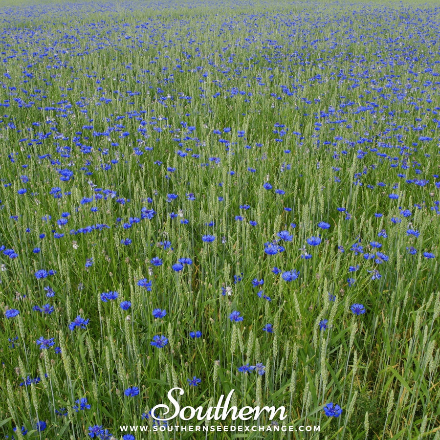 Tall Blue Cornflower – 100 Seeds