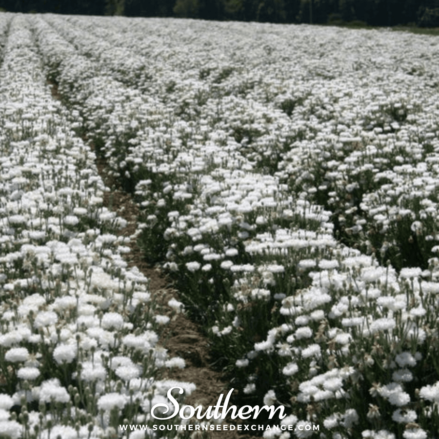 Tall White Cornflower