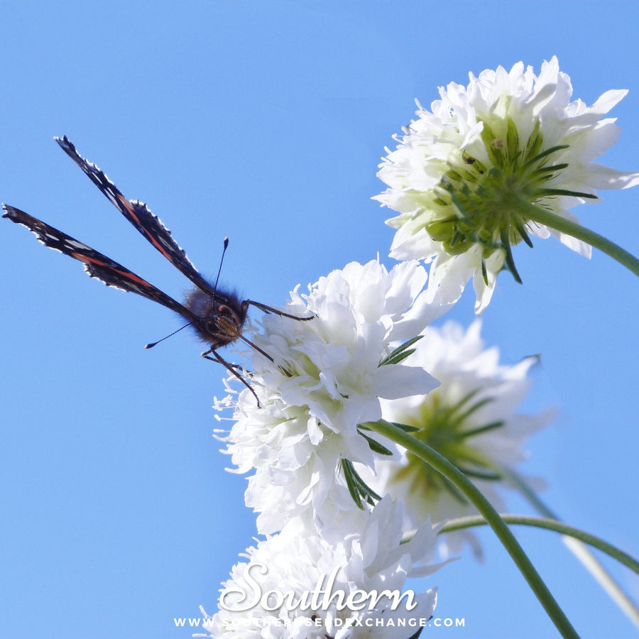 Tall White Cornflower