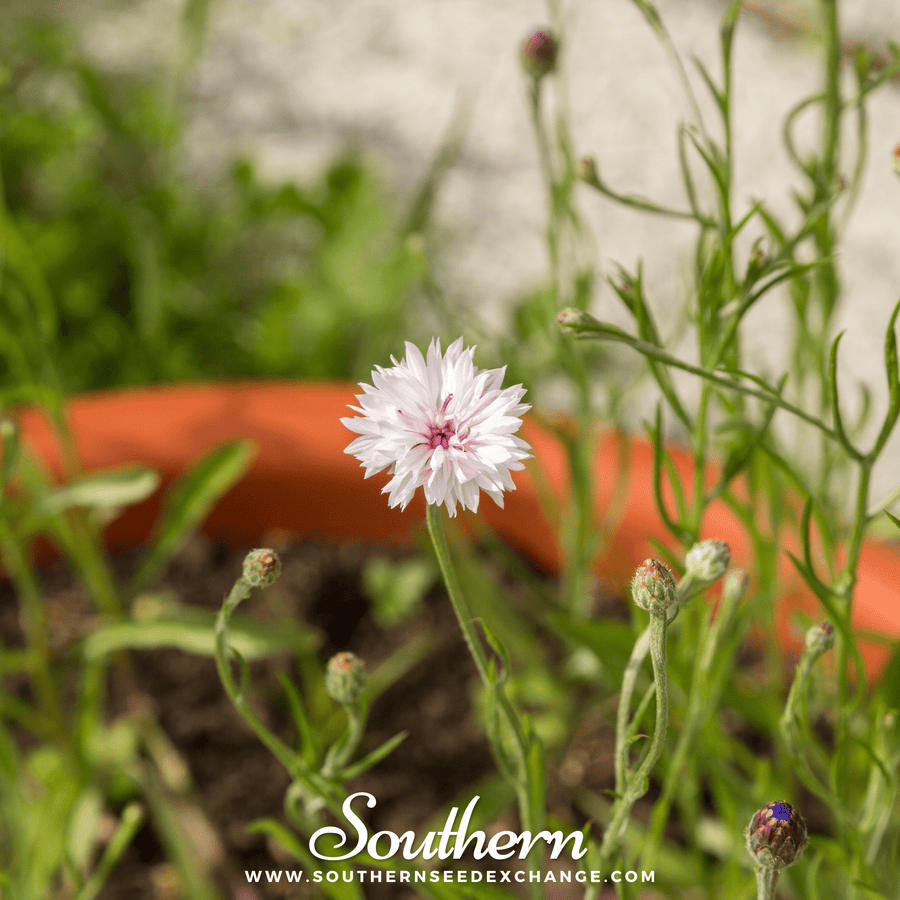 Tall White Cornflower
