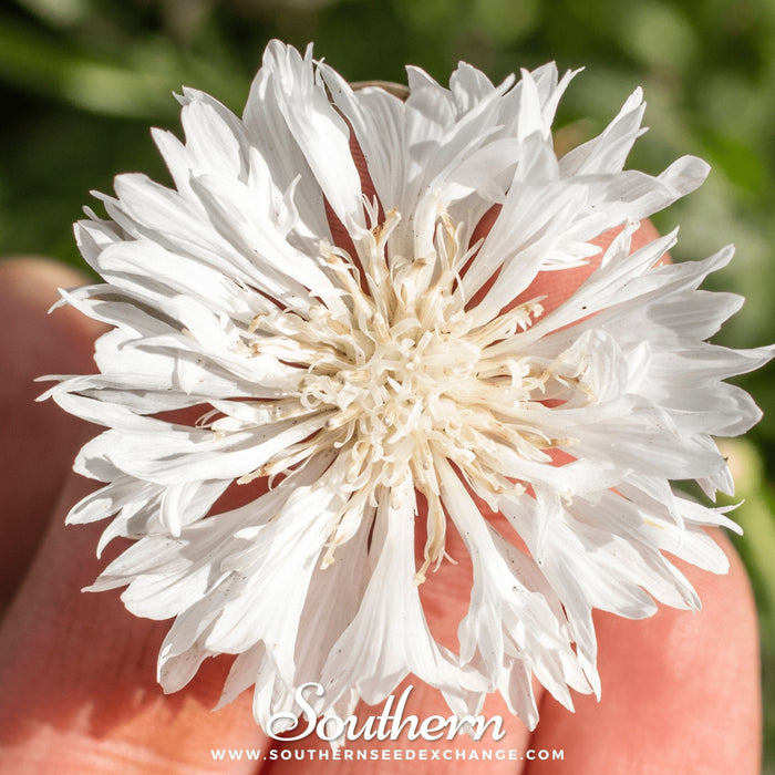 Tall White Cornflower