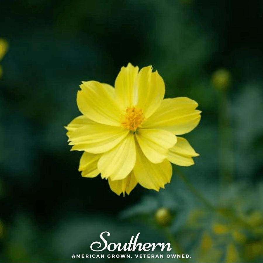 Lemon Sulphur Dwarf Cosmos – 100 Seeds