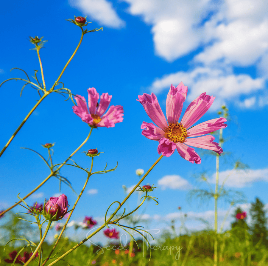 Sea Shells Cosmos – 100 Seeds