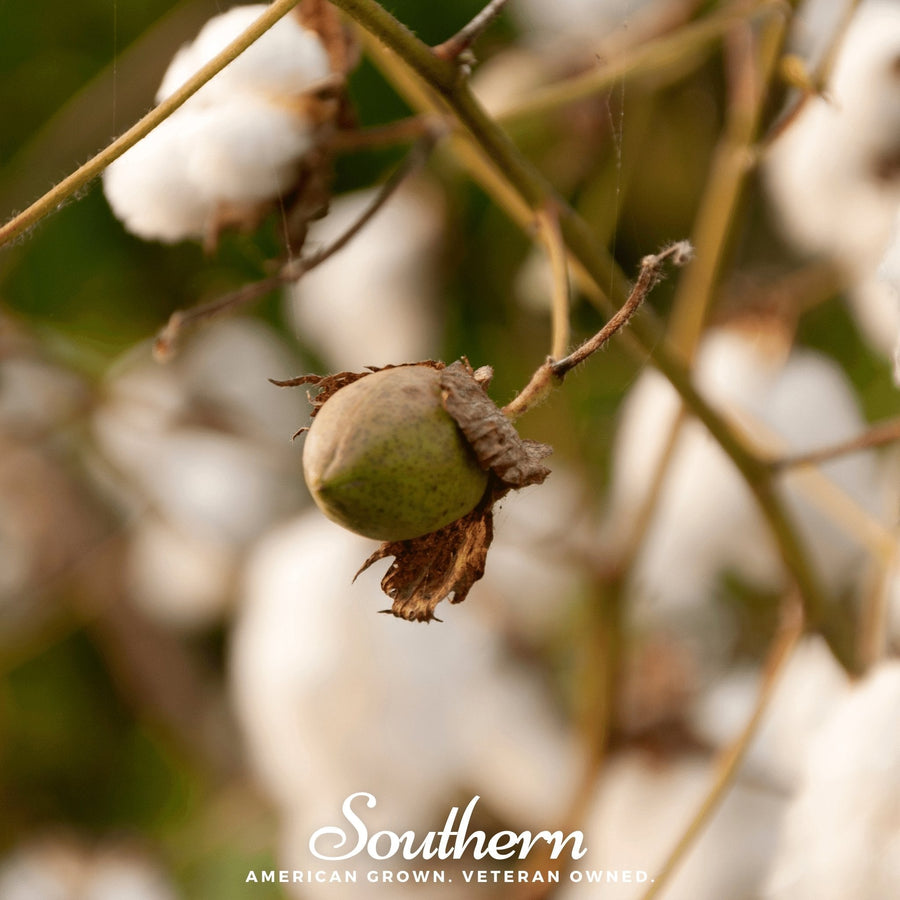 Levant Cotton