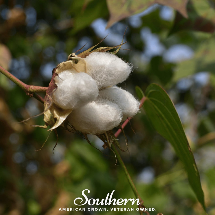 Levant Cotton