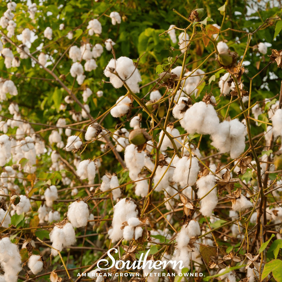 Levant Cotton