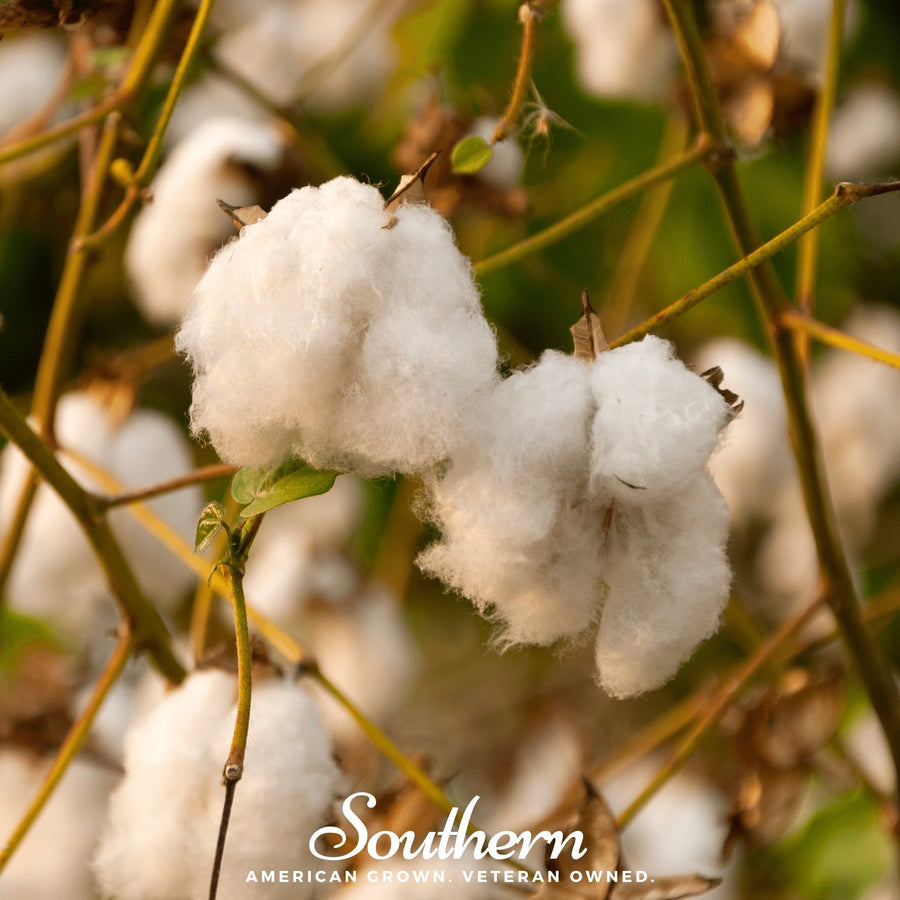 Levant Cotton