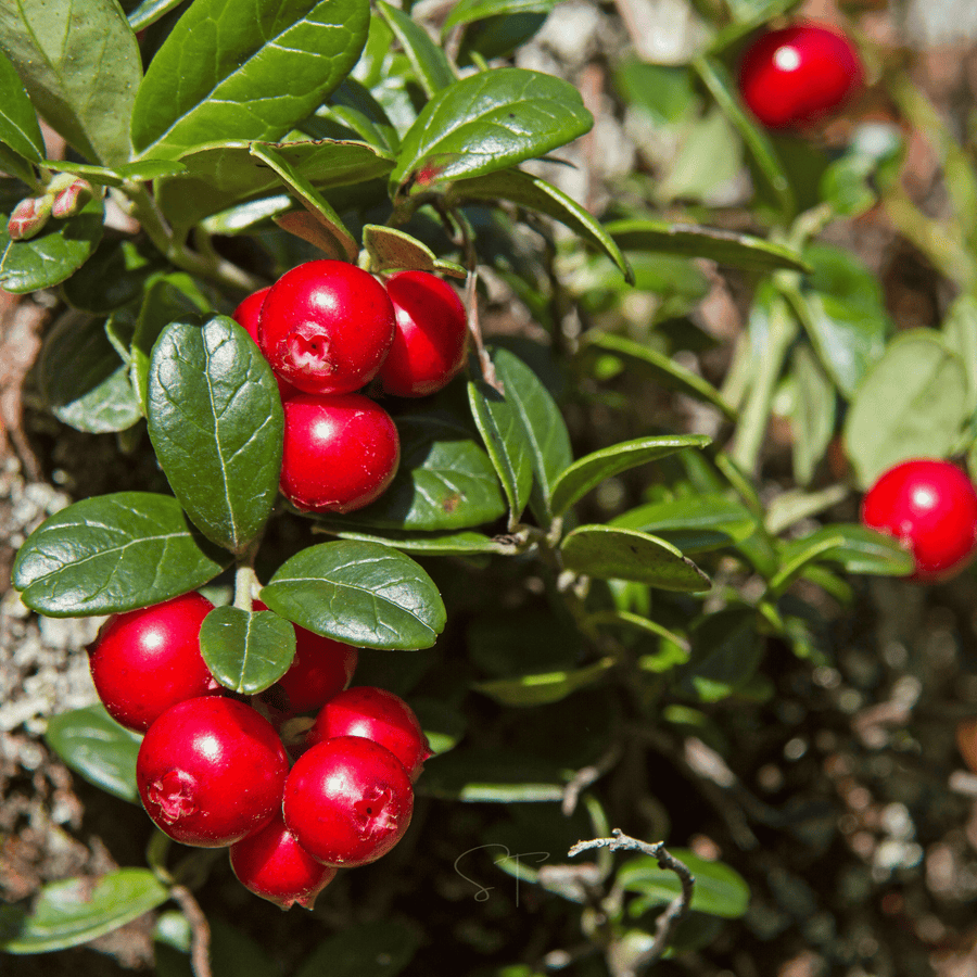 Cranberry, American – 50 Seeds