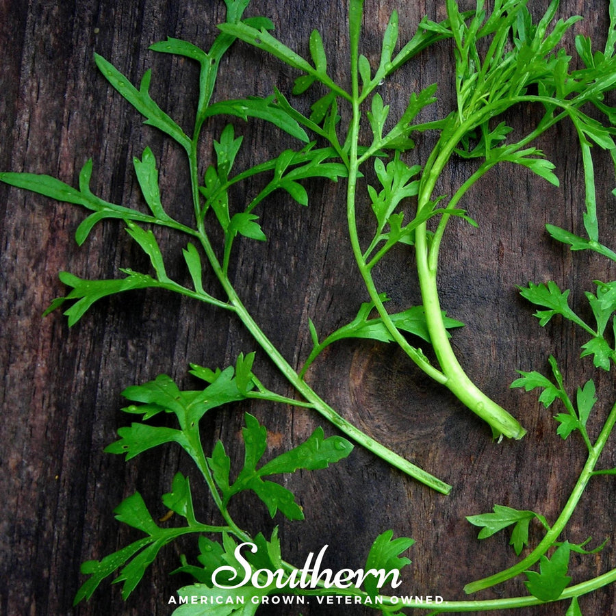 Curled Cress