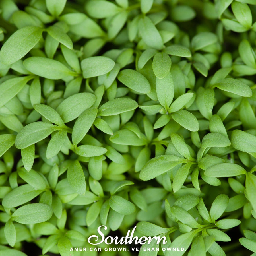 Pepper Cress