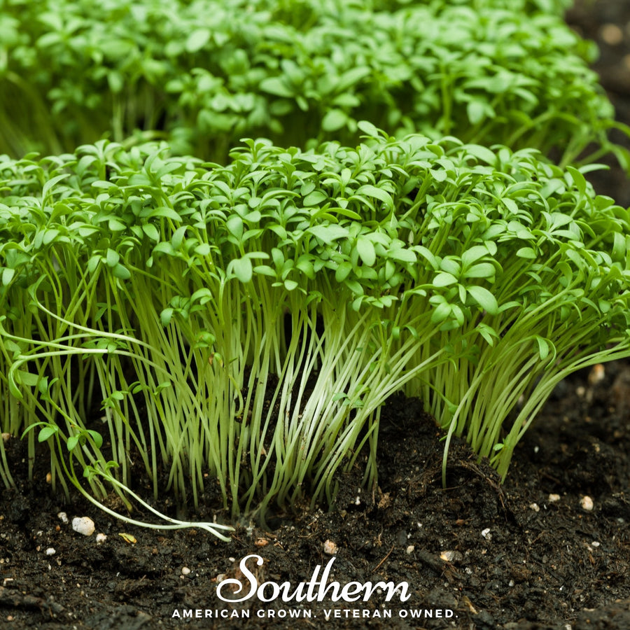 Pepper Cress
