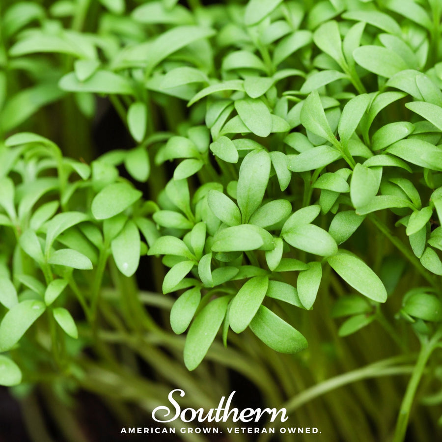 Pepper Cress