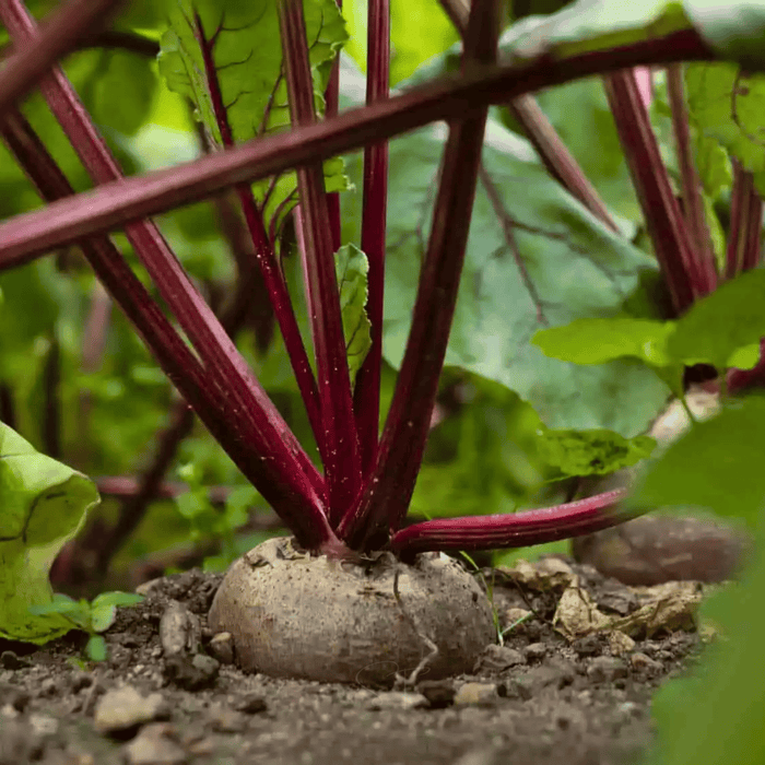 Crosby’s Egyptian Beet