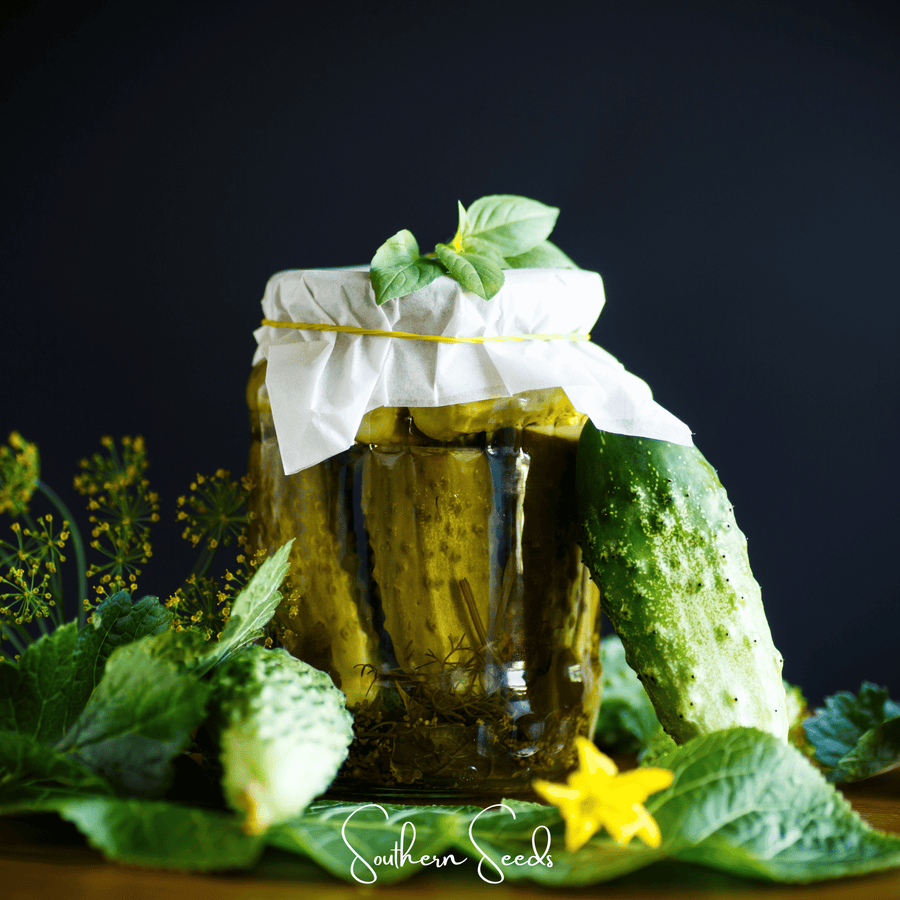 H-19 Little Leaf Cucumber – 30 Seeds