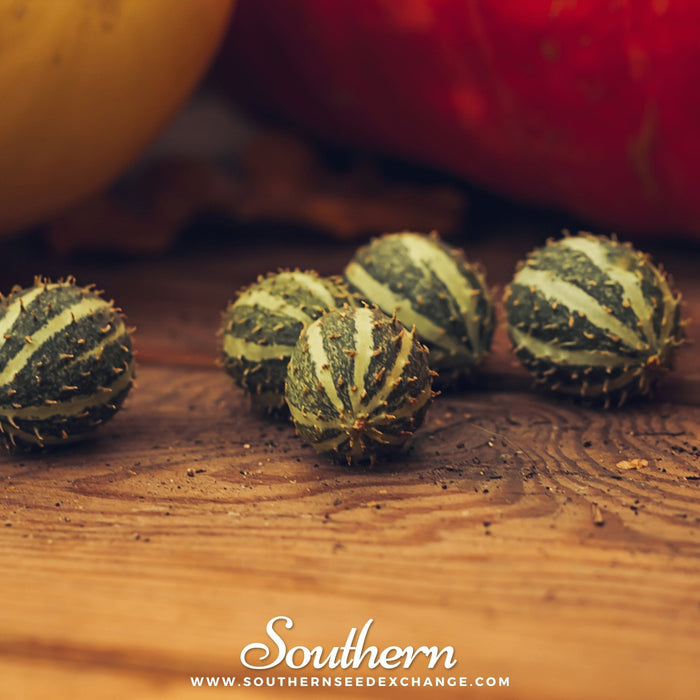 West Indian Gherkin Cucumber