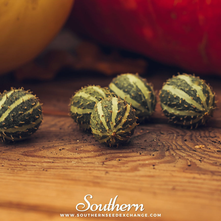 West Indian Gherkin Cucumber